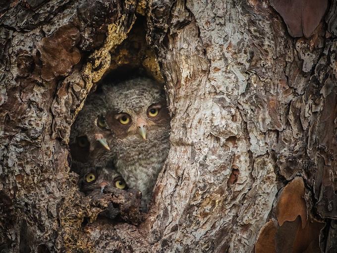 Фотоконкурс National Geographic 2013 (10 фото)