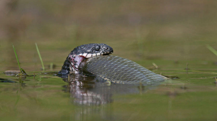Змеи-рыболовы (14 фото)