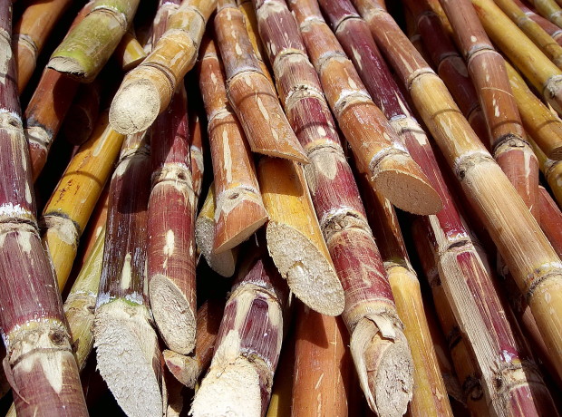 Самый большой урожай в мире &amp;mdash; урожай сахарного тростника