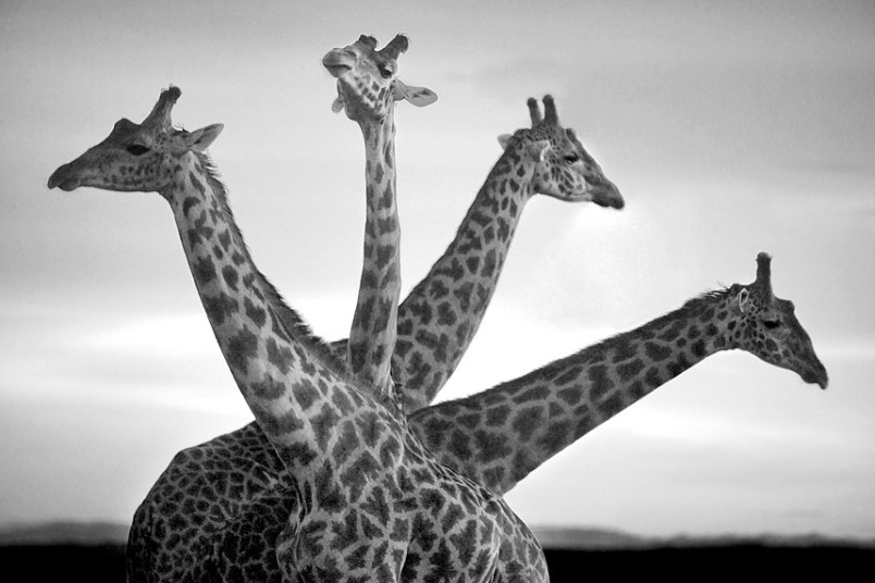 Потрясающие фото африканской дикой природы Дэвида Гульдена