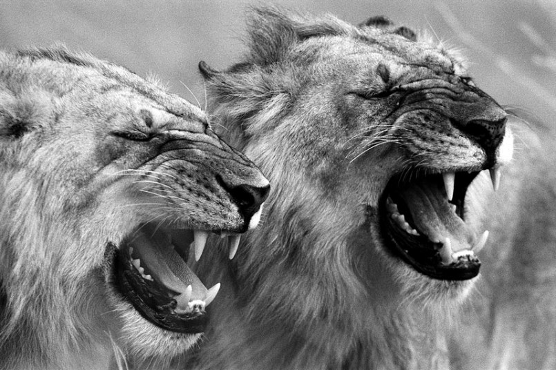 Потрясающие фото африканской дикой природы Дэвида Гульдена