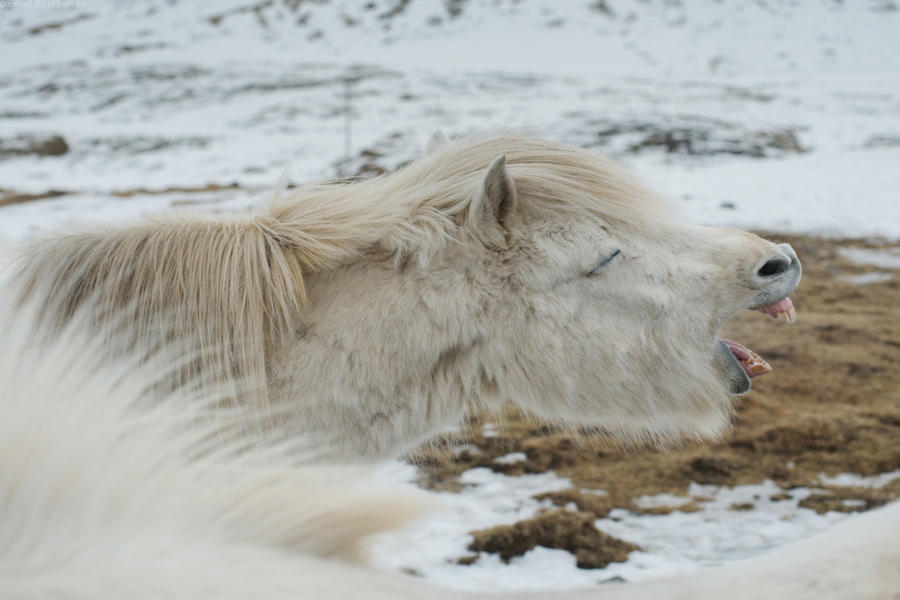 Исландские лошадки
