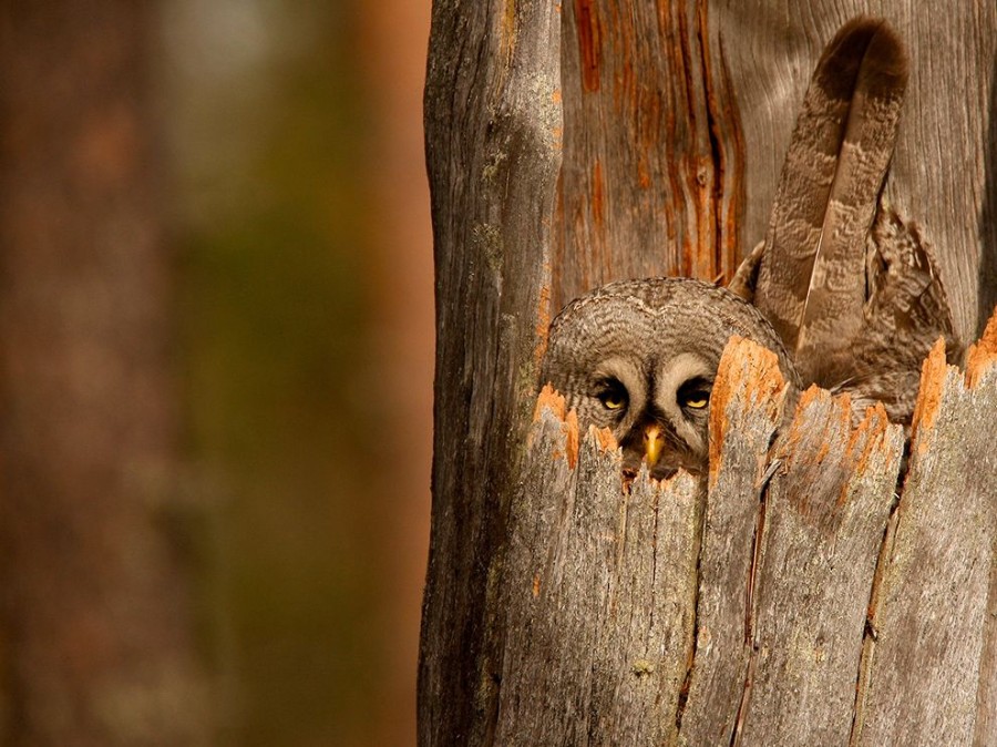 Лучшие фотографии National Geographic за январь 2014