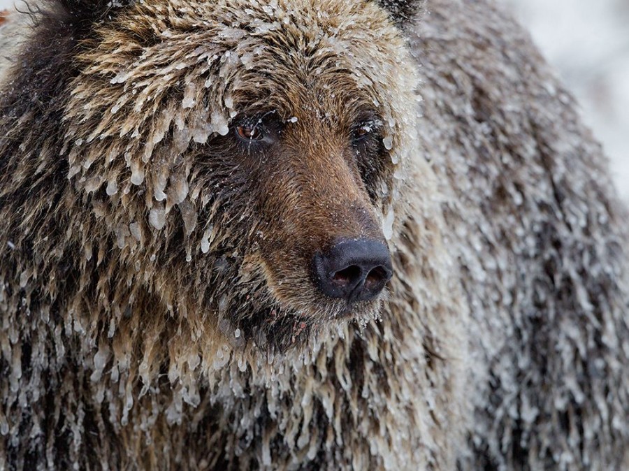 Лучшие фотографии National Geographic за январь 2014