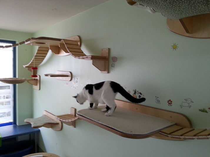 Хозяин кота создал игровую площадку в своем доме