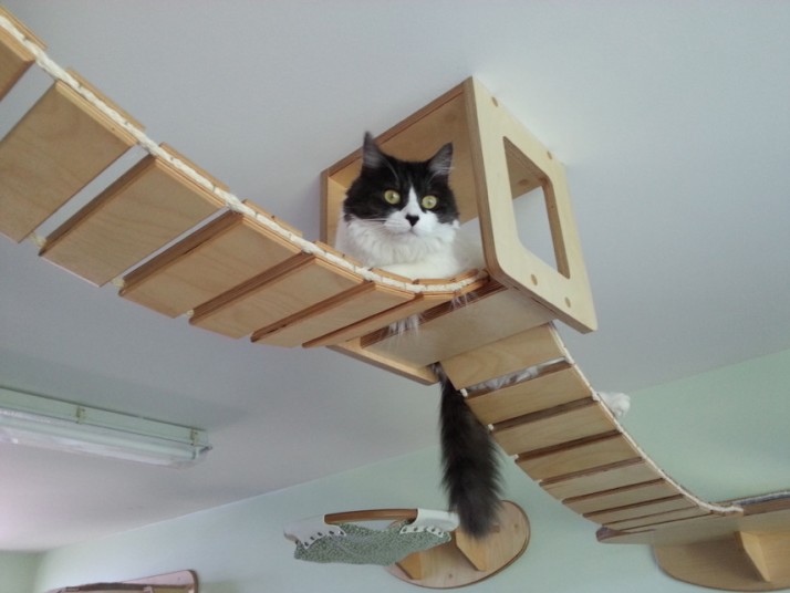 Хозяин кота создал игровую площадку в своем доме