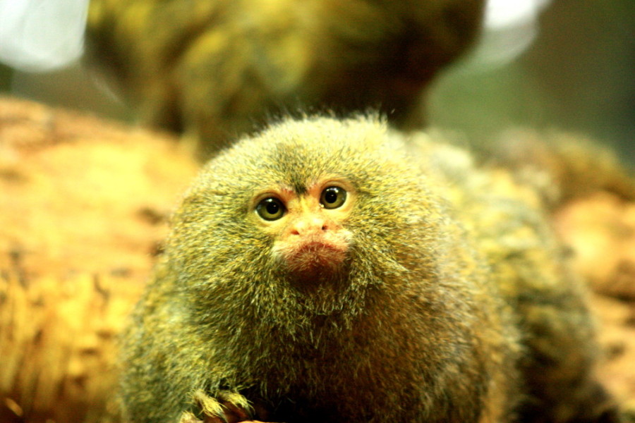 Карликовая мартышка – самая маленькая обезьянка