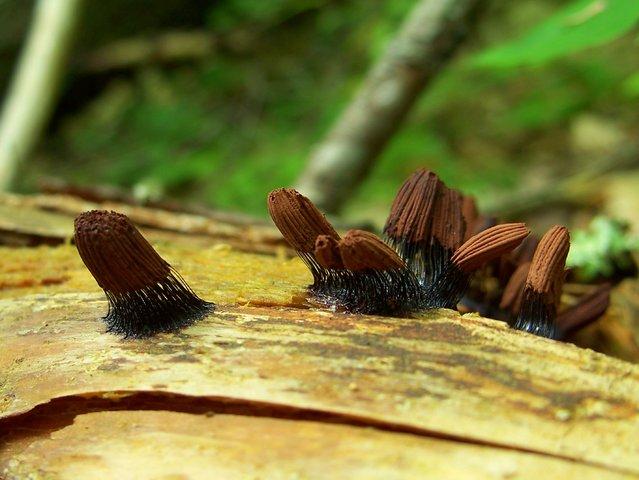 Stemonitis Axifera (Стемонитисы)