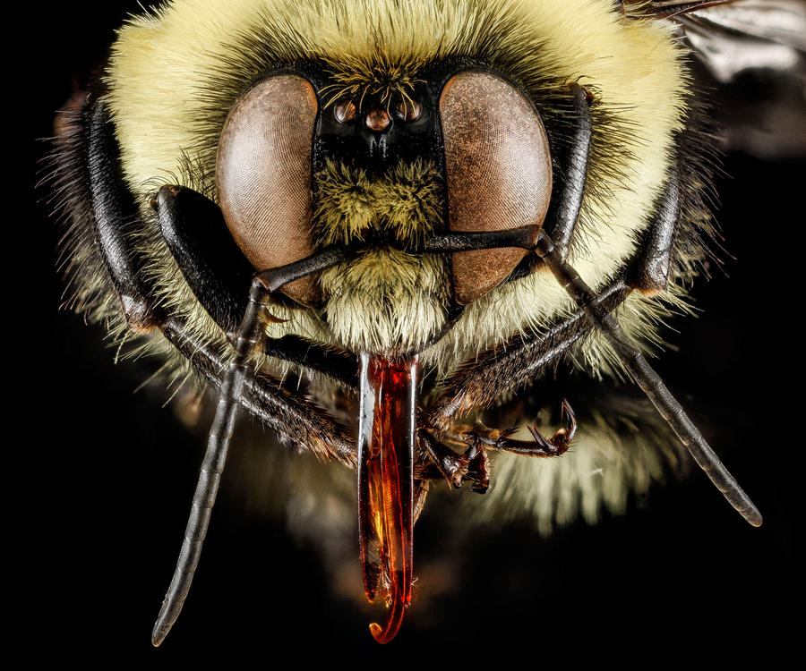 Портреты пчел в деталях