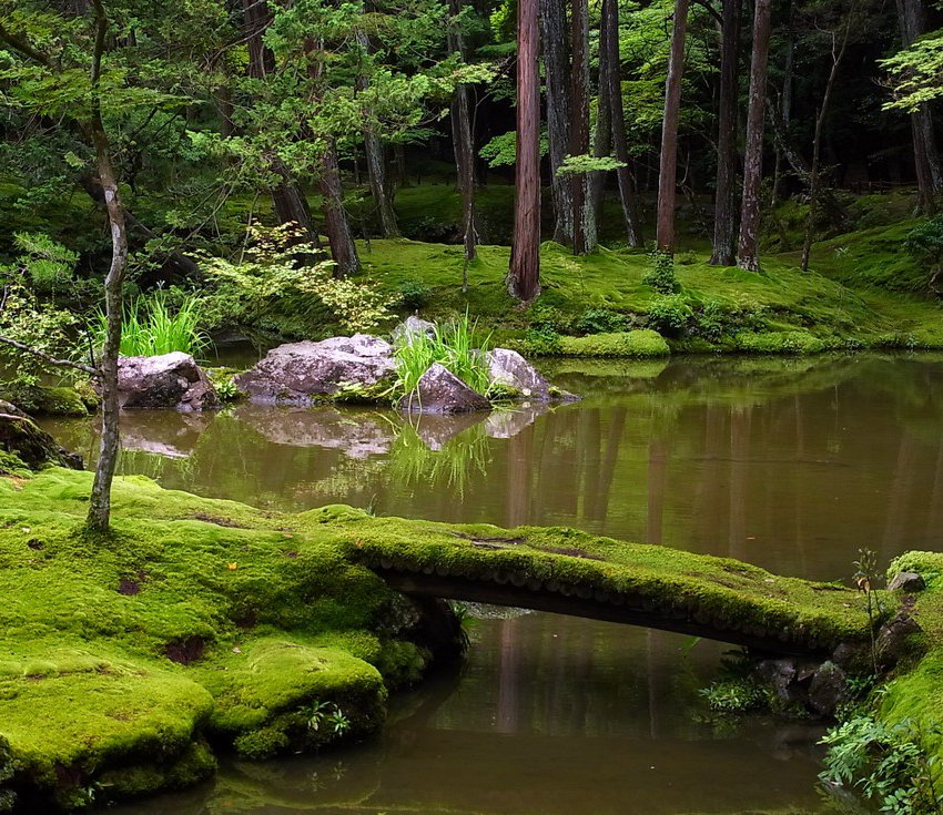 Сад мхов в Японии