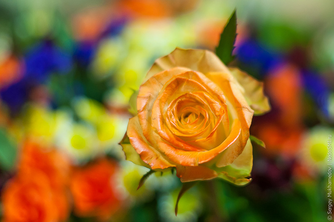 12 правил выбора цветов и секретный способ сохранить их надолго