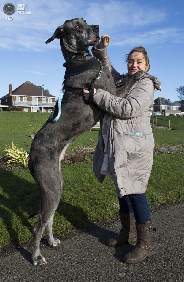 Britain&#39;s Biggest Dog