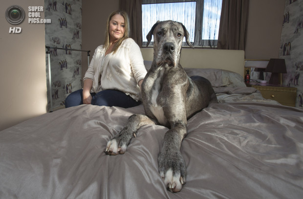 Britain&#39;s Biggest Dog