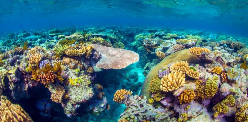 Австралийский Большой Барьерный риф