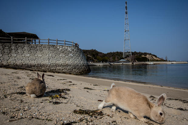 Японский остров кроликов