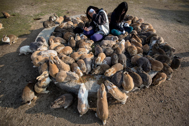 Японский остров кроликов