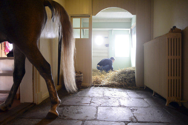 Доктор делит дом со своей лошадью