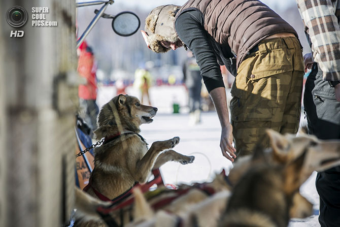 Самая престижная гонка на собачьих упряжках Идитарод-2014