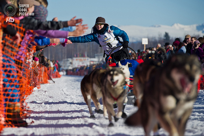 Самая престижная гонка на собачьих упряжках Идитарод-2014