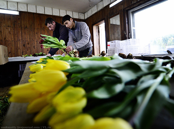 Как выращивают тюльпаны в пригороде Владивостока