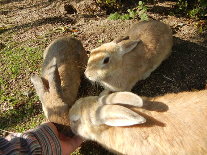Путешествие на Острова кроликов в Японии