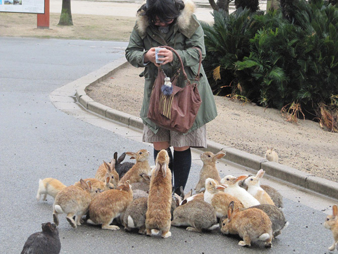 Путешествие на Острова кроликов в Японии