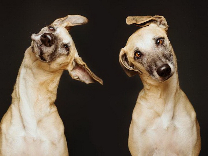 Портреты собак Elke Vogelsang
