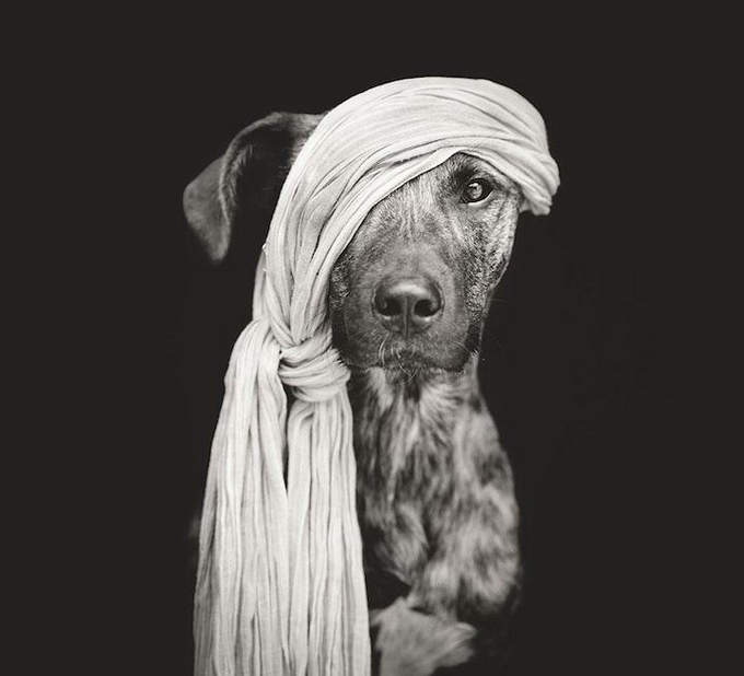 Портреты собак Elke Vogelsang