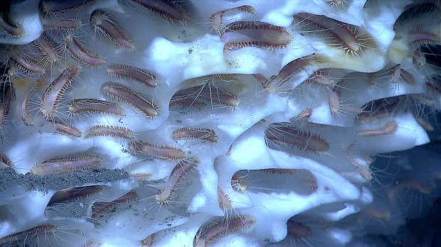 Ледяные черви &amp;mdash; очень странные существа, живущие в океане