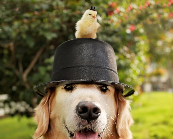 Собака и цыплята - лучшие друзья