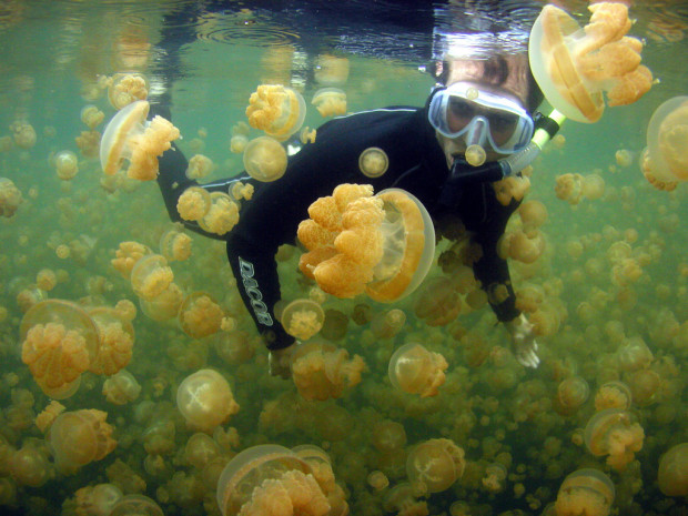 В этом озере можно безопасно плавать с миллионами медуз