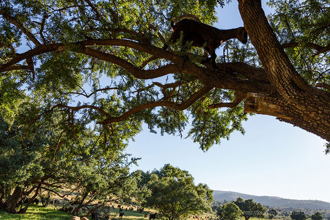 Бутафорский Голливуд и козы на деревьях