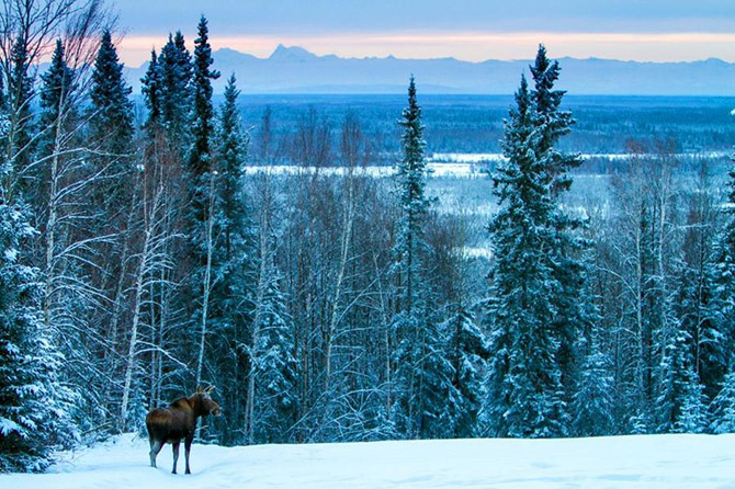Охота за Северным сиянием в Фэрбенкс на Аляске