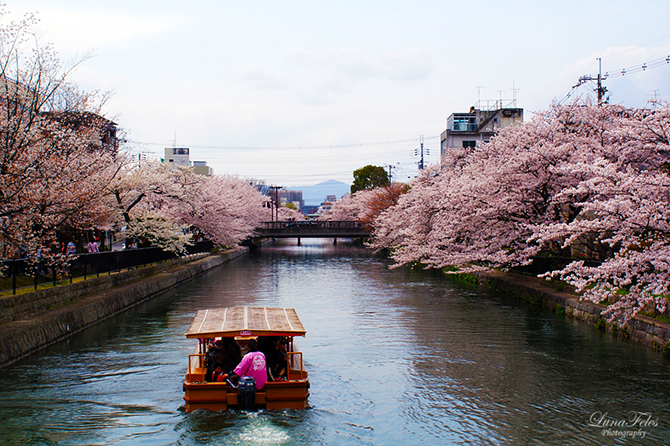 Как в Японии цветет сакура