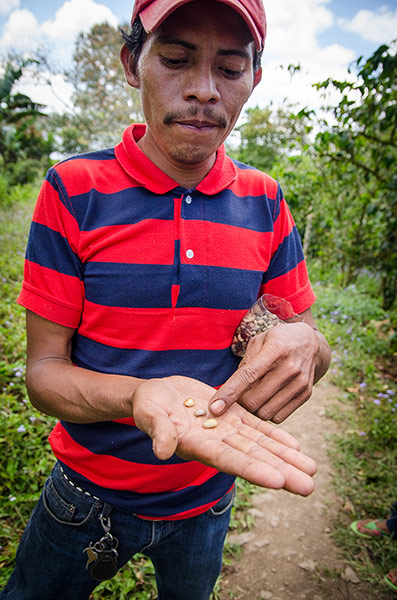 Истории рабочих, занимающихся кофе в Центральной Америке