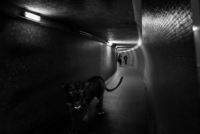 Животные в парижском метро