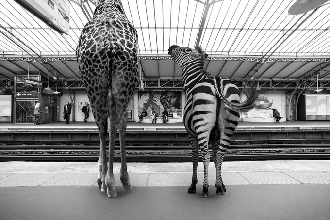 Животные в парижском метро