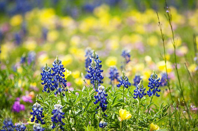 Красочные фотографии сезона полевых цветов в Техасе