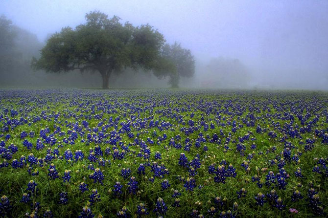 Красочные фотографии сезона полевых цветов в Техасе