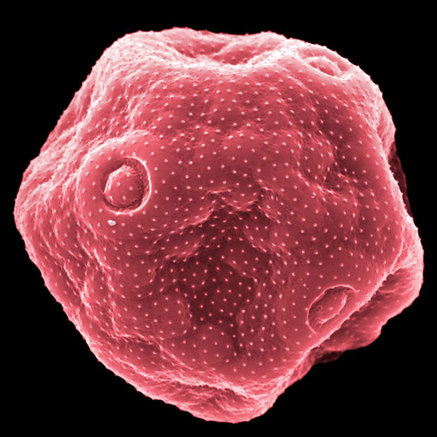 Частицы пыльцы и пыли под электронным микроскопом