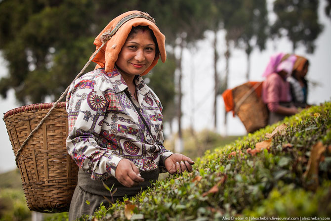 Как собирали первый в этом году урожай чая