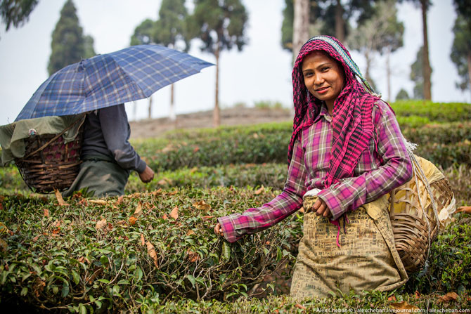 Как собирали первый в этом году урожай чая