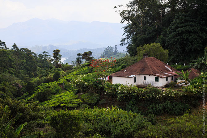 Чайные плантации Муннара