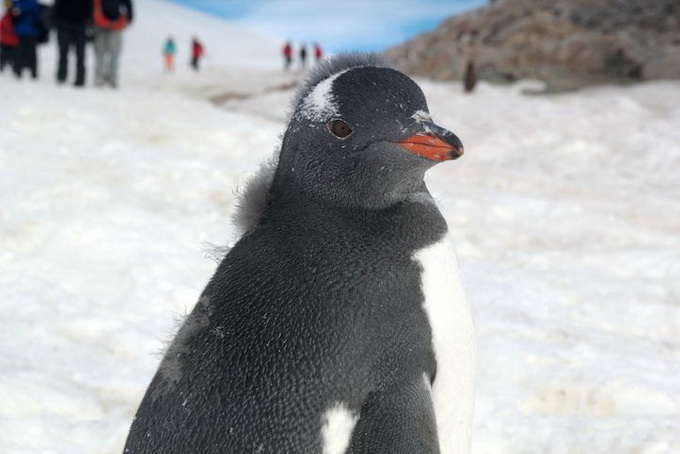 Пингвин в Антарктиде