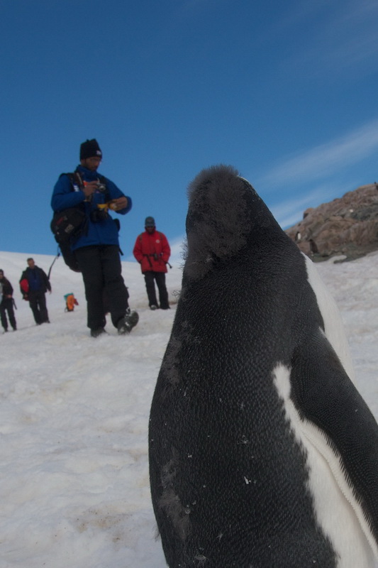 Пингвин в Антарктиде