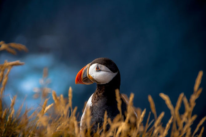 Лучшие фотографии National Geographic апреля 2014