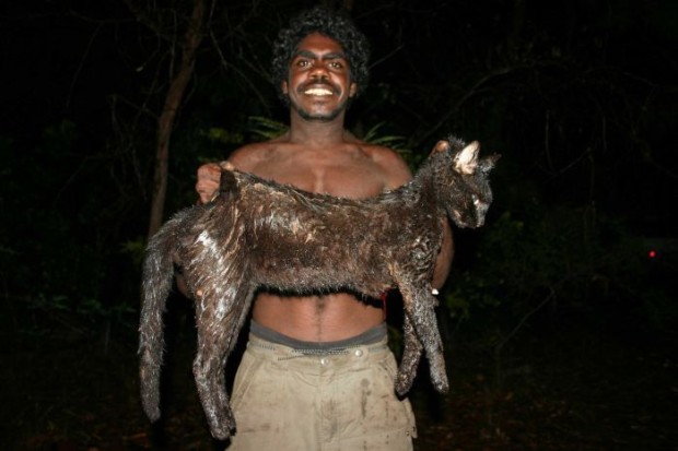 Огромные кошки постепенно разрушают экосистему Австралии