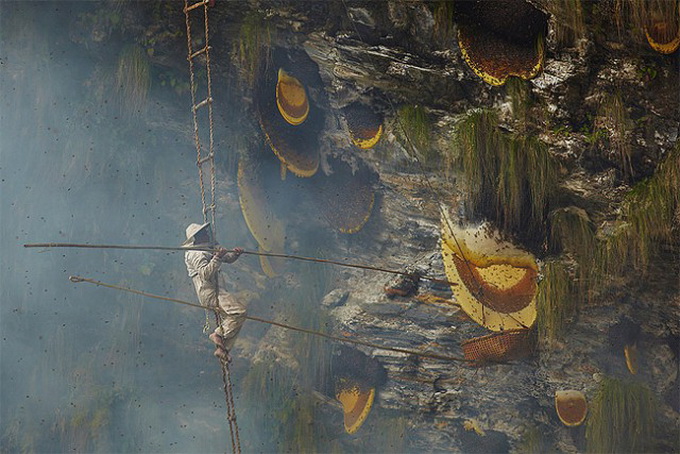 Сбор мёда в Непале