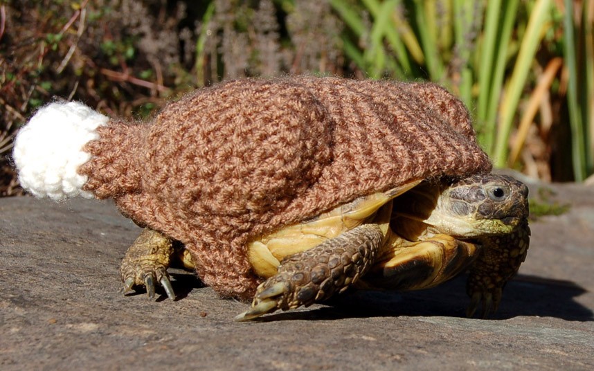 Шерстяные одежки для черепах