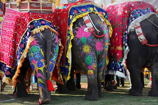 Как проходил фестиваль слонов в Джайпуре